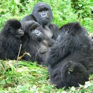 Gorilla-trekking in Rwanda and Uganda